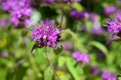 Прикрепленное изображение: _DSC3374.JPG